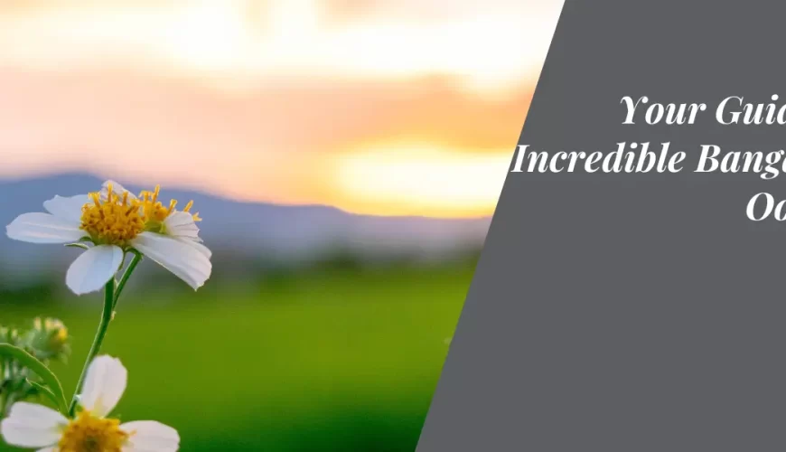 Your Guide to an Incredible Bangalore to Ooty Trip