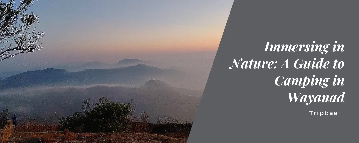 Immersing in Nature: A Guide to Camping in Wayanad