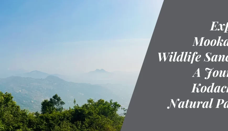 Exploring Mookambika Wildlife Sanctuary: A Journey to Kodachadri’s Natural Paradise
