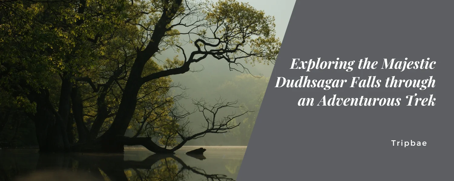 Exploring the Majestic Dudhsagar Falls through an Adventurous Trek