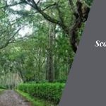 Romance in the Scottish Highlands of India: Honeymooning in Coorg