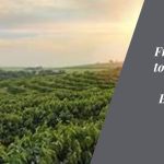 From Coffee Estates to Tech Estates The Tranquil Coorg to Bustling Bangalore Journey