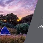 Weather Wonders of Tadiandamol: Nature's Symphony in Coorg