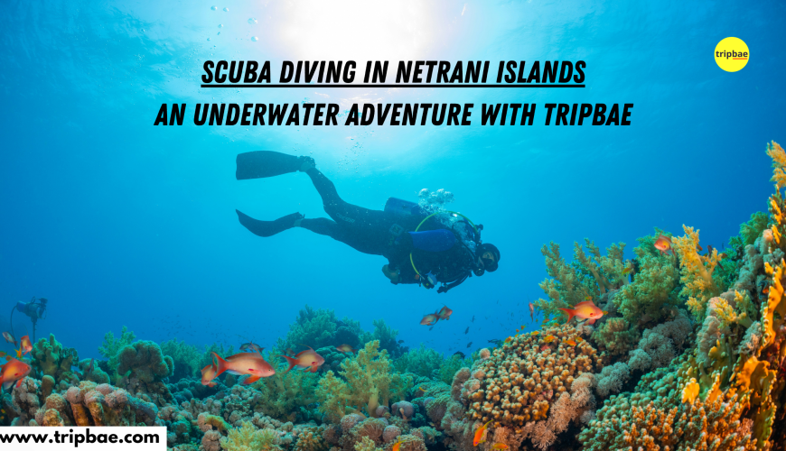 Scuba diving in netrani islands meekend getaways from bangalore scuba adventure by tripbae tripbae scuba diving trip scuba diving in gokarna scuba diving in karntaka