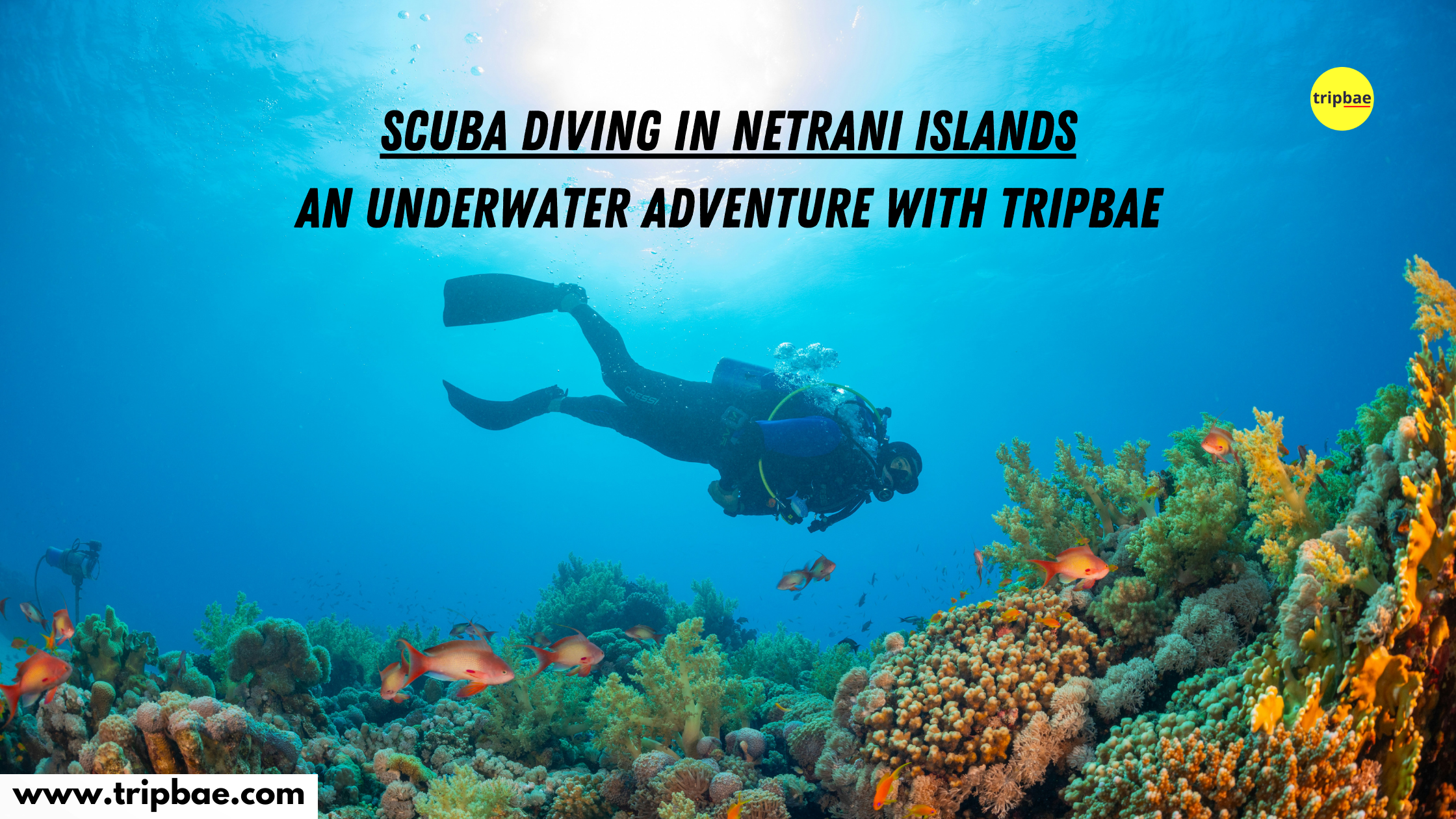 Scuba diving in netrani islands meekend getaways from bangalore scuba adventure by tripbae tripbae scuba diving trip scuba diving in gokarna scuba diving in karntaka